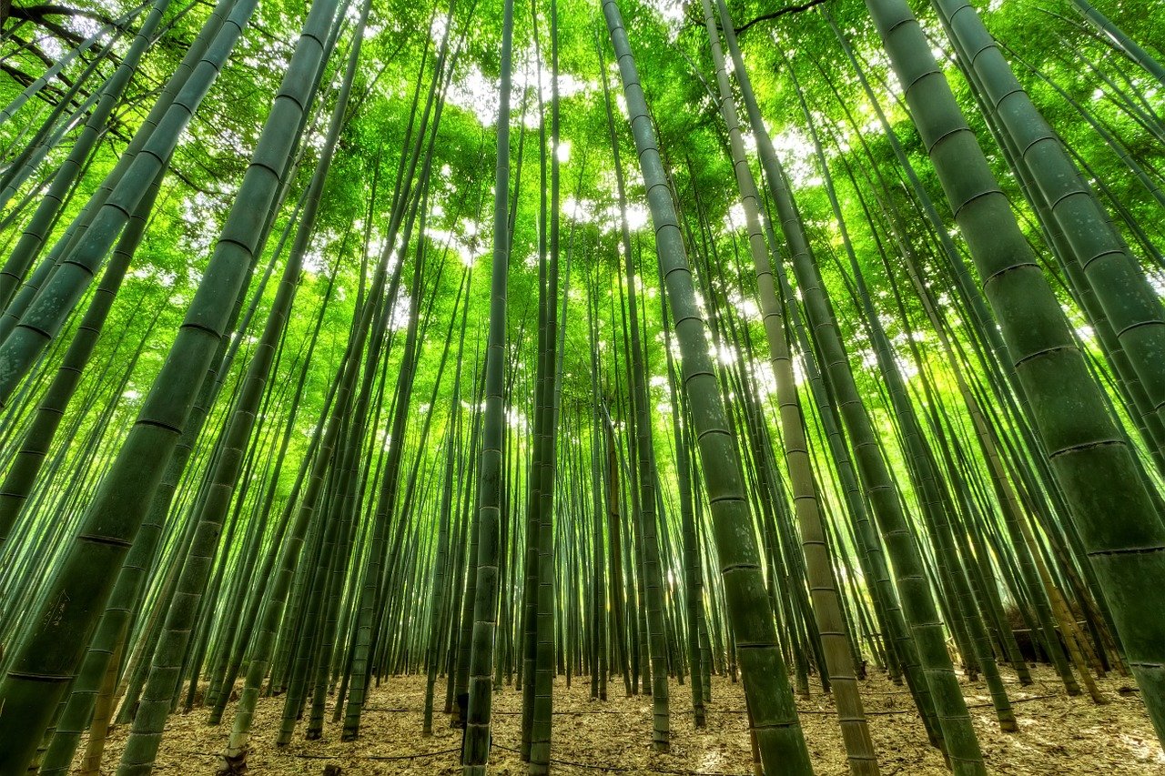 Bambusgewebe Bambuskleidung Bambusplantage