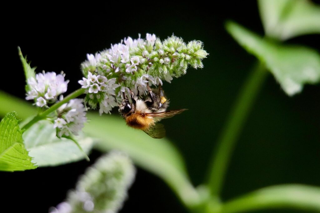 Hummel an einer Blüte Tattoo Bedeutung Hummel – Kleines Tier mit großer Symbolkraft